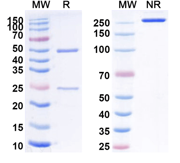 Human CD198/CCR8 (GS-1811/JTX-1811) Antibody - SDS-PAGE