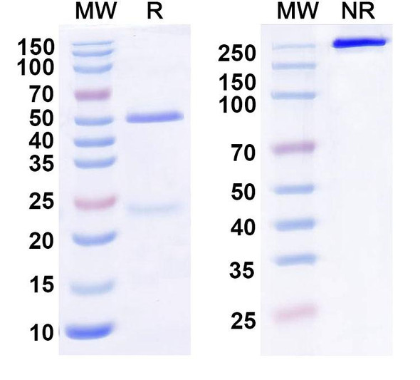 Human ILT4 Antibody (1E1) - SDS-PAGE