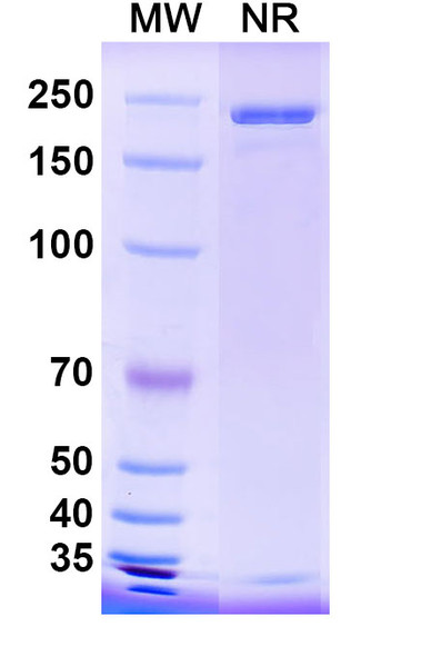 Anti-Influenza A virus HA/Hemagglutinin Broad-Neutralizing Antibody (CR9114) - SDS-PAGE