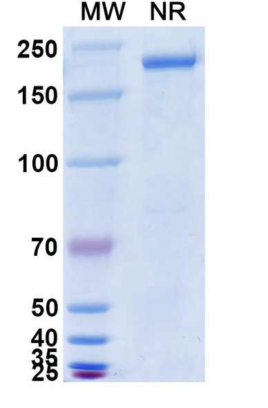 Anti-Influenza A virus HA/Hemagglutinin Broad-Neutralizing Antibody (CR9114) - SDS-PAGE