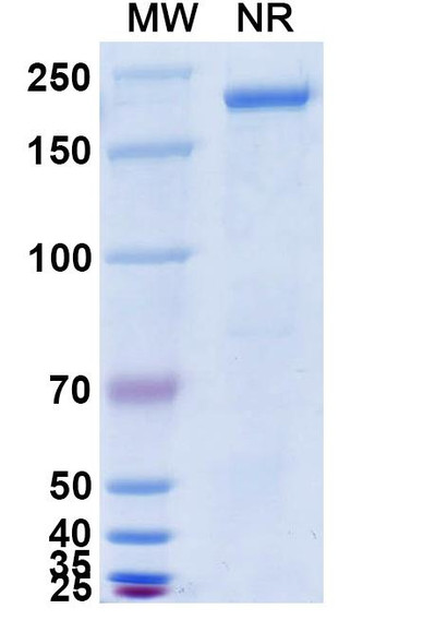 Anti-Influenza A virus HA/Hemagglutinin Broad-Neutralizing Antibody (CR9114) - SDS-PAGE