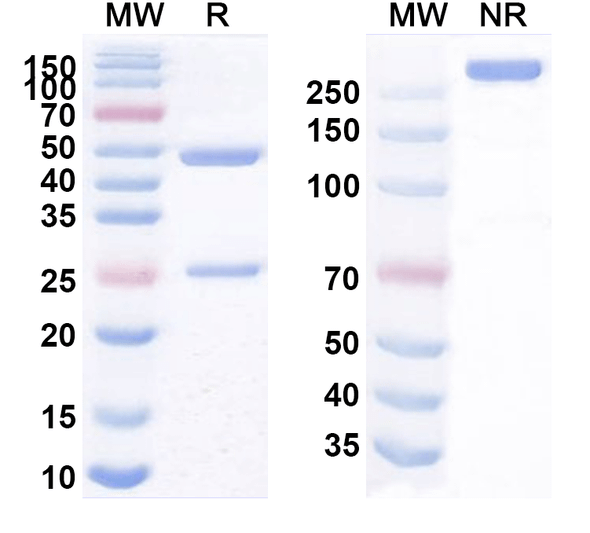 Anti-VSIG4/CRIg Antibody (EU103) - SDS-PAGE