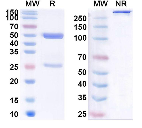 Human TGFB Antibody (XOMA 089) - SDS-PAGE