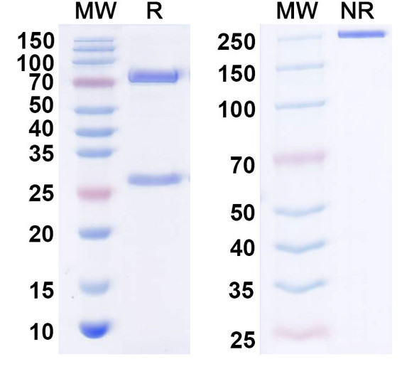IPH4301 Antibody - SDS-PAGE