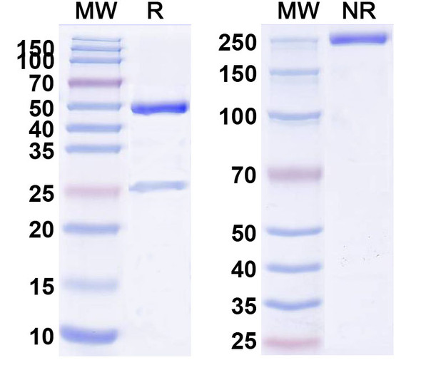 Fanolesomab Antibody - SDS-PAGE