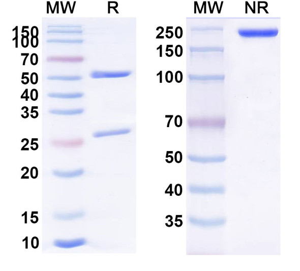 Anti-RSV F/Fusion glycoprotein F0 (ADI-14359) Antibody - SDS-PAGE