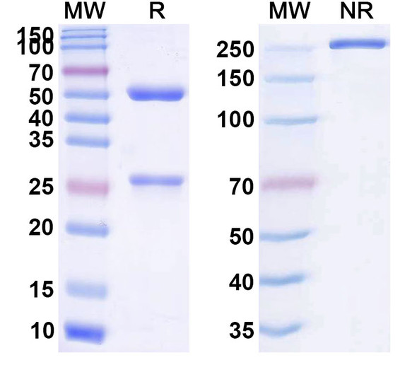 Human CD137/TNFRSF9/4-1BB (ADG106) Antibody - SDS-PAGE