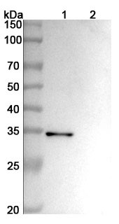 Human CD156b/ADAM17 (MEDI3622) Antibody - WB