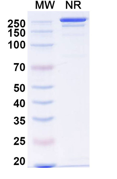 Human SNCA/Alpha-synuclein (Lu AF82422) Antibody - SDS-PAGE