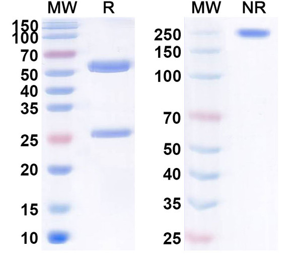 Human APP/Amyloid beta (ABvac42) Antibody - SDS-PAGE