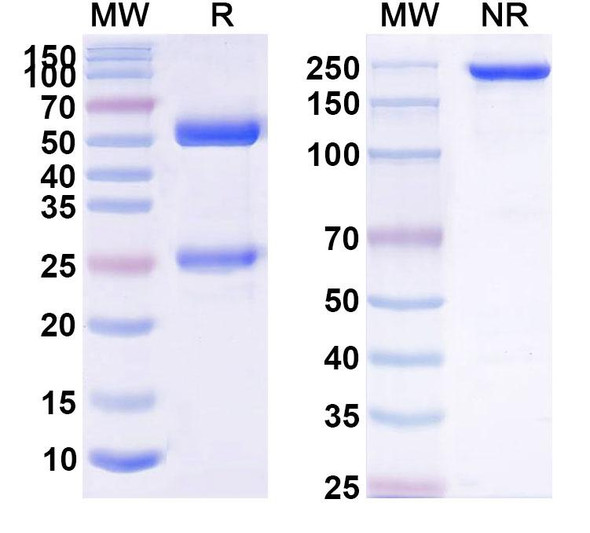 Human APP/Amyloid beta (MEDI8490) Antibody - SDS-PAGE