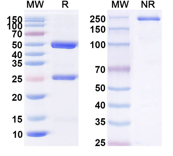 Human ANGPT2 (AT006) Antibody - SDS-PAGE
