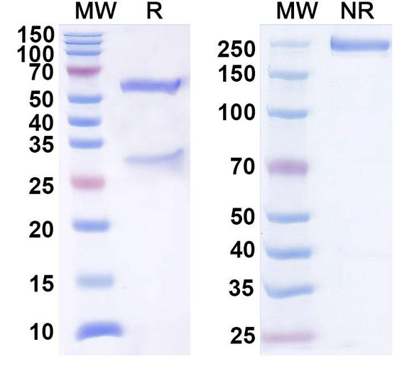 Human CD276/B7-H3 (DS-5573a) Antibody - SDS-PAGE