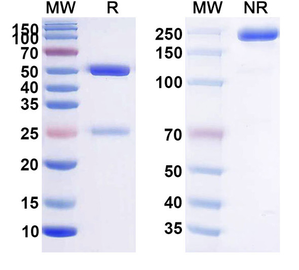 Human CD269/TNFRSF17/BCMA (PRG1801) Antibody - SDS-PAGE