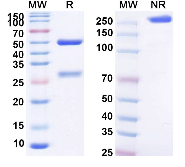Human CD269/TNFRSF17/BCMA (SGN-BCMA) Antibody - SDS-PAGE