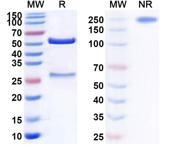Human CD317/BST2 (XmAb 5592) Antibody - SDS-PAGE
