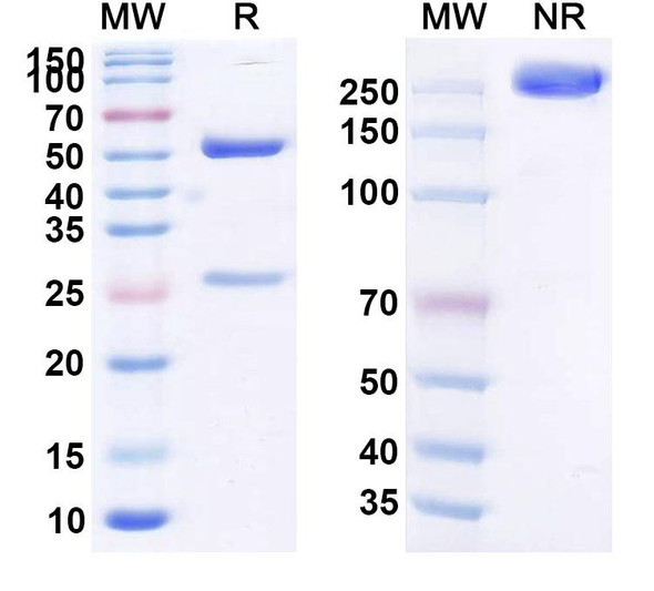 Human C5 (ISU305) Antibody - SDS-PAGE