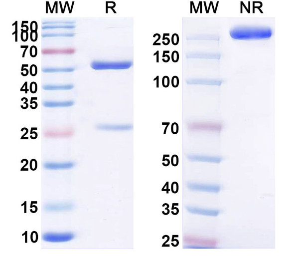 Human C5a (MEDI7814) Antibody - SDS-PAGE