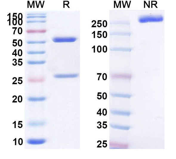 Human MUC16/CA125 (RG7882) Antibody (ADC, Payload-Free) - SDS-PAGE