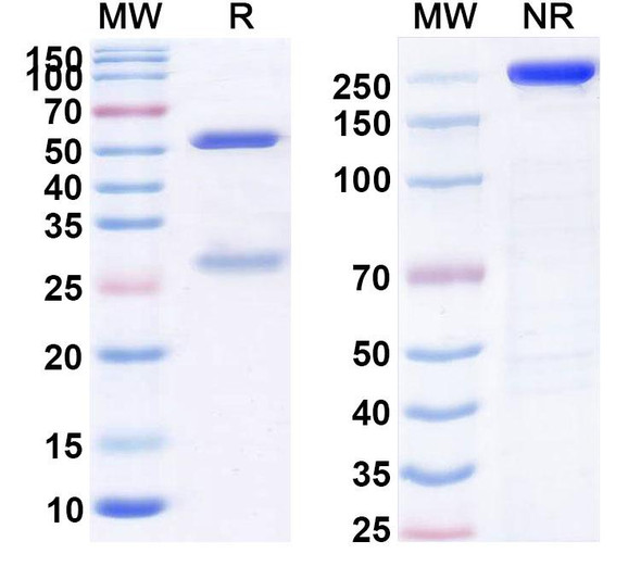 Human CNR1/CB1 (GFB-024) Antibody - SDS-PAGE