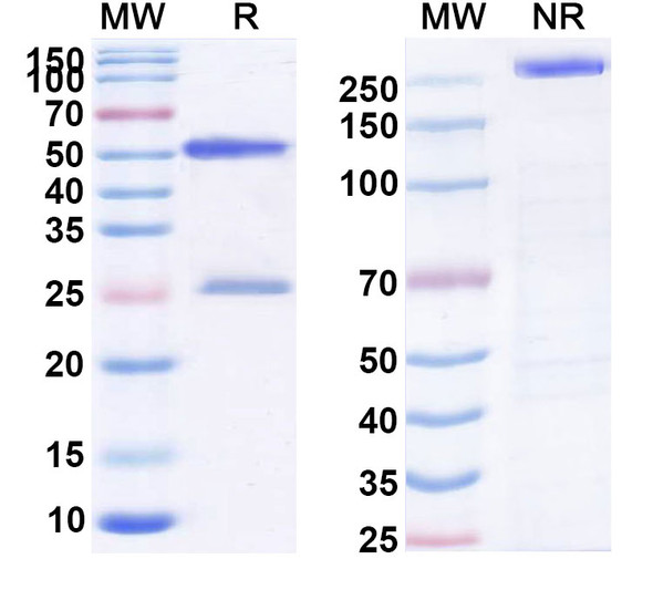 Human CD195/CCR5 (HGS1025) Antibody - SDS-PAGE