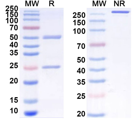 Human CD198/CCR8 (BMS-986340) Antibody - SDS-PAGE