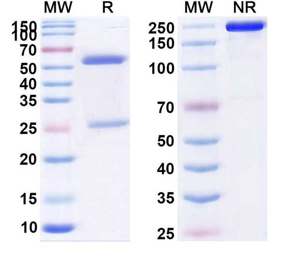 Human CD198/CCR8 (HFB101110) Antibody - SDS-PAGE