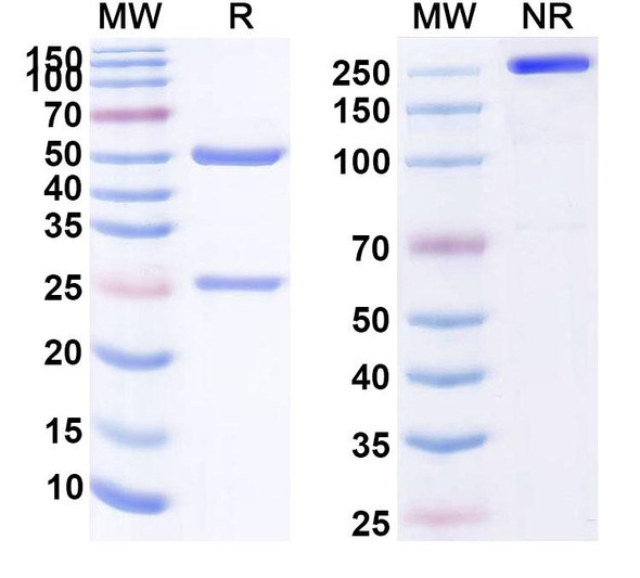 Human CD105/ENG (TRC205) Antibody - SDS-PAGE