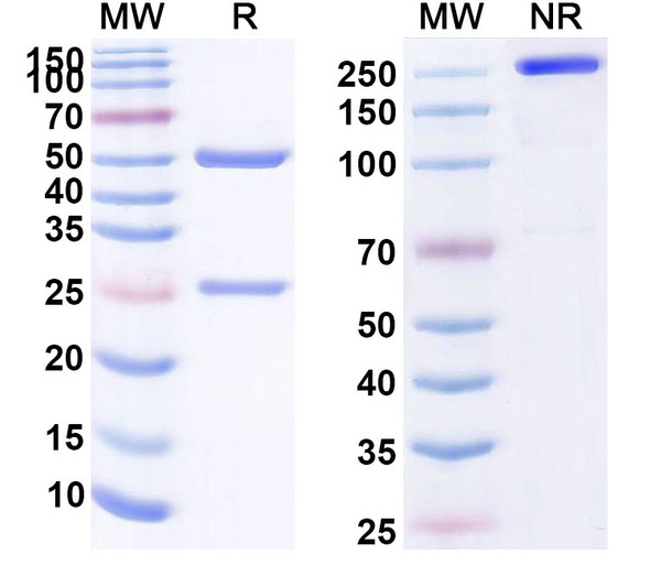 Human CD146/MUC18/MCAM Antibody (JM1-24-3) - SDS-PAGE