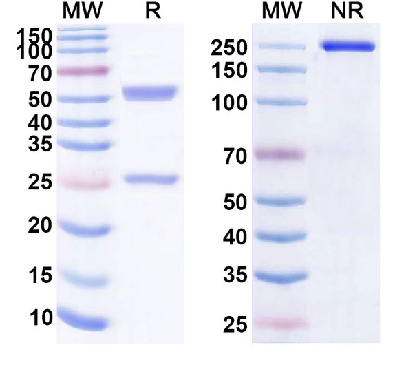 Human CD163 (CYMAC-001) Antibody - SDS-PAGE