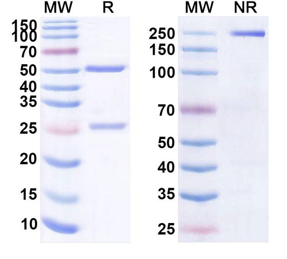 Human CD19 (ALLO-501) Antibody - SDS-PAGE