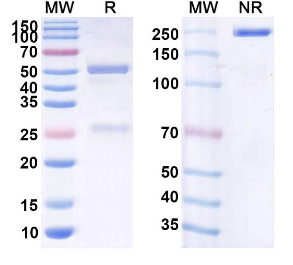 Human CD19 (JCAR014) Antibody - SDS-PAGE