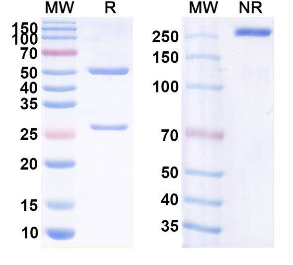 Human CD20/MS4A1 (CHO-H01) Antibody - SDS-PAGE