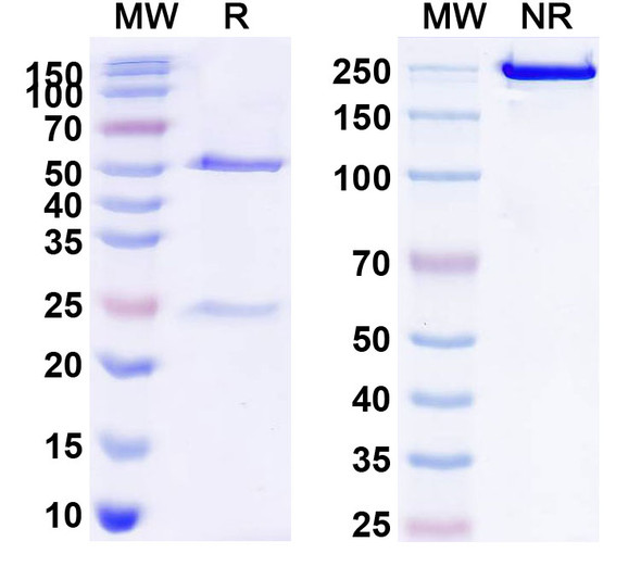 Human CD20/MS4A1 (MT-3724) Antibody - SDS-PAGE