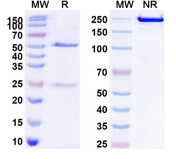 Human CD20/MS4A1 (MT-3724) Antibody - SDS-PAGE