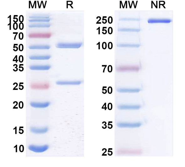 Human CD20/MS4A1 (MEDI-552) Antibody - SDS-PAGE