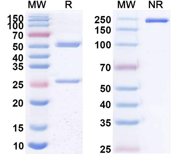 Human CD20/MS4A1 (MEDI-552) Antibody - SDS-PAGE