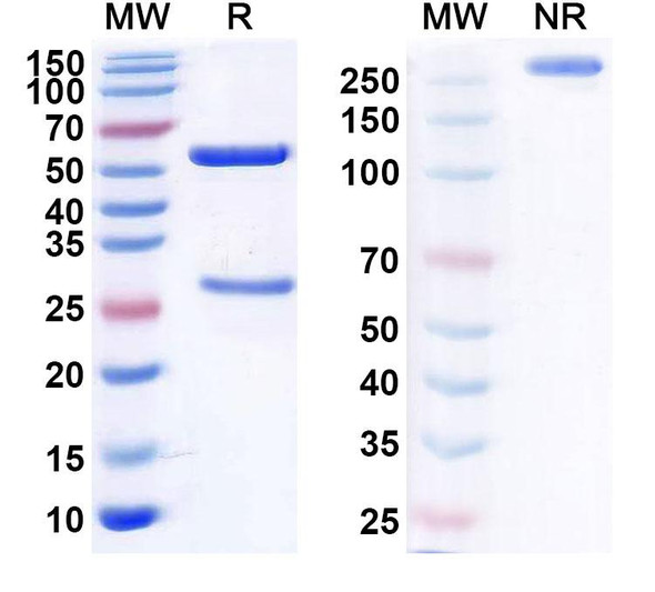 Human CD200 (TTI-CD200) Antibody - SDS-PAGE