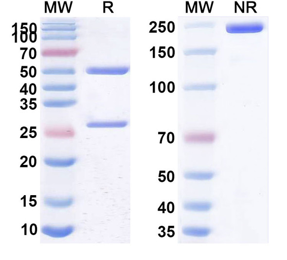 Human CD25/IL2RA (RTX-003) Antibody - SDS-PAGE