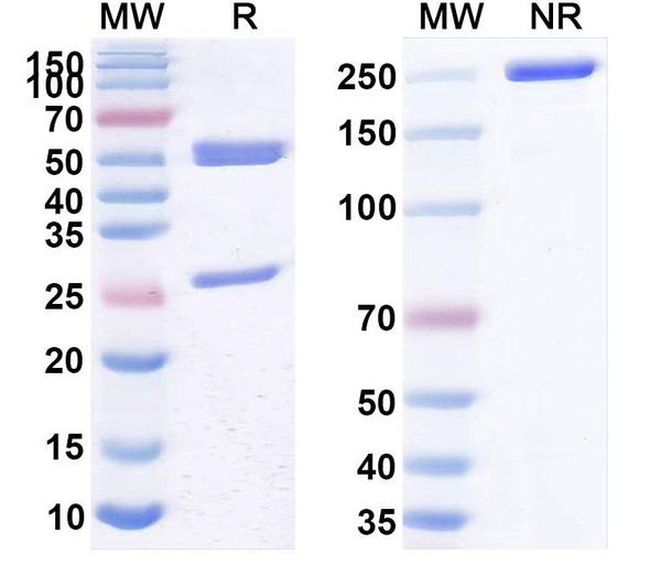 Human CD3E (AFM15) Antibody - SDS-PAGE