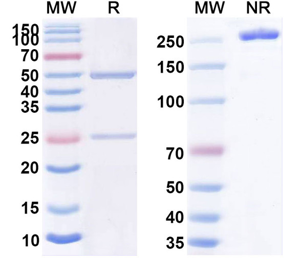 Human CD30/TNFRSF8 (MDX-1401) Antibody - SDS-PAGE