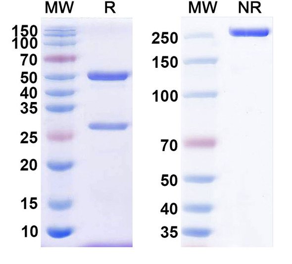 Human CD37/TSPAN26 (BI 836826) Antibody - SDS-PAGE
