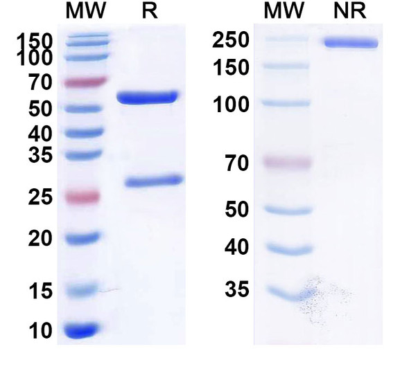 Human CD38/ADPRC 1 (SAR442085) Antibody - SDS-PAGE