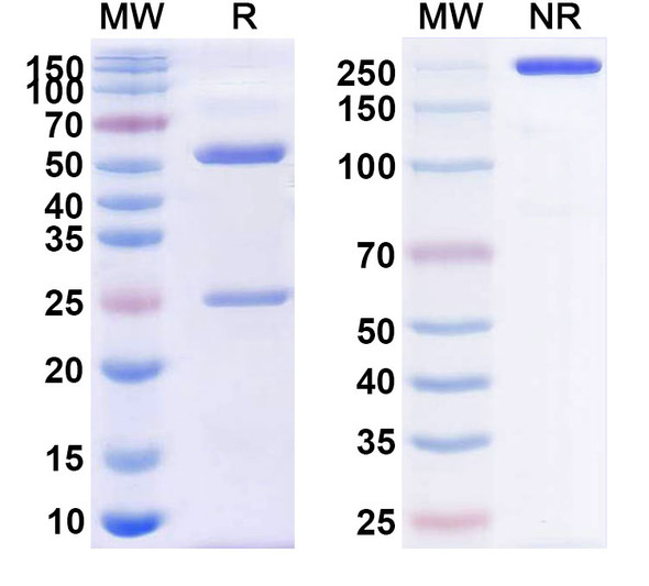 Human CD38/ADPRC 1 (TAK-573) Antibody - SDS-PAGE