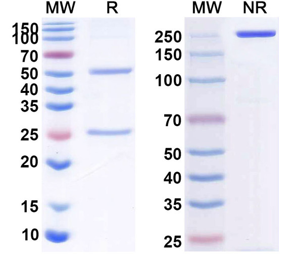 Human CD40/TNFRSF5 (CDX 1140) Antibody - SDS-PAGE