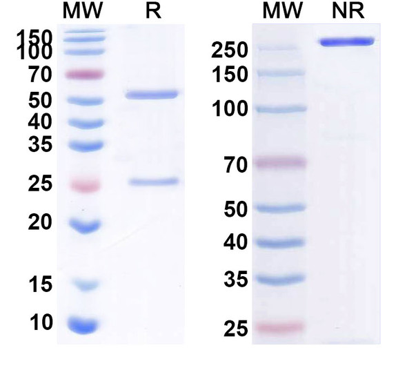 Human CD40/TNFRSF5 (LVGN7409) Antibody - SDS-PAGE