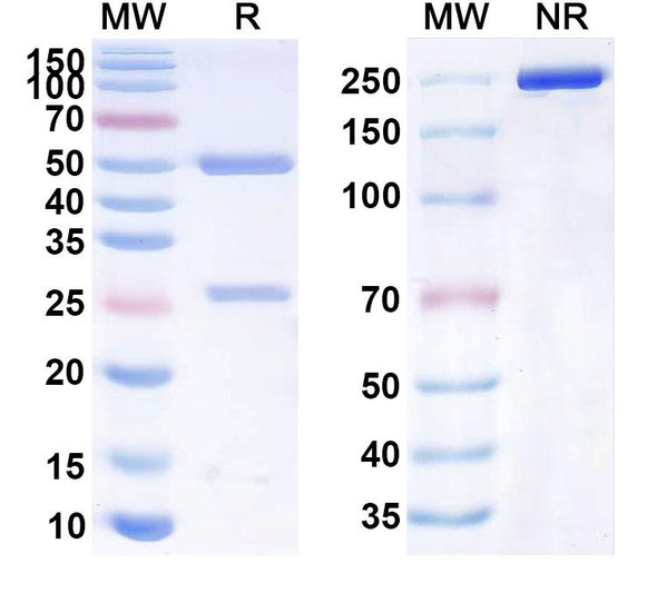 Human CD40/TNFRSF5 (SBT-040) Antibody - SDS-PAGE