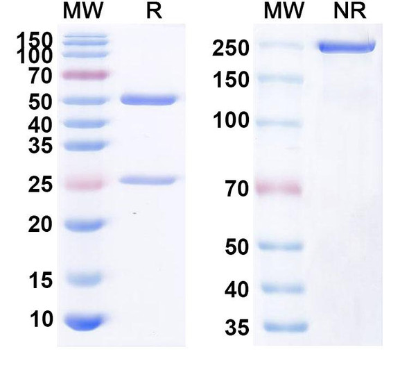 Human CD40/TNFRSF5 (XmAb 5485) Antibody - SDS-PAGE