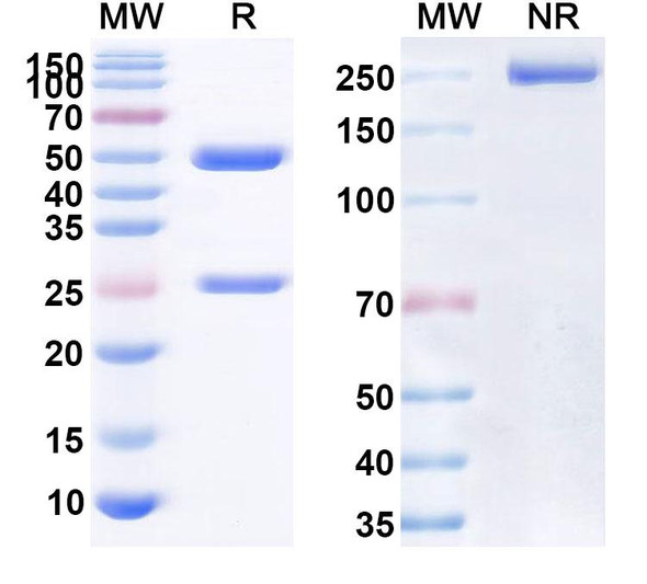 Human CD44 (RG7356) Antibody - SDS-PAGE
