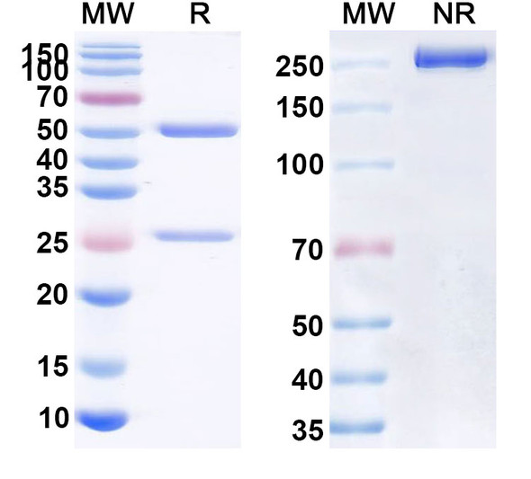Human CD44 (PF-03475952) Antibody - SDS-PAGE